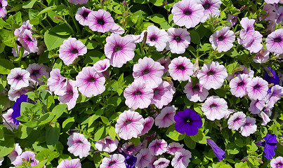 Image showing Flowers of petunia