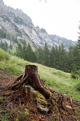 Image showing Deforestation concept with a tree stump in a green forest