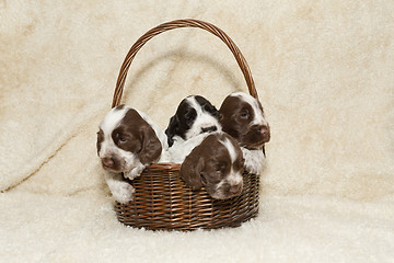 Image showing two puppy of brown English Cocker Spaniel