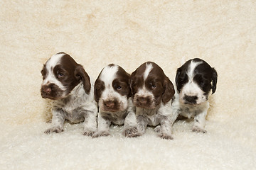 Image showing English Cocker Spaniel puppy