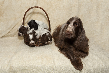 Image showing family of lying English Cocker Spaniel puppy