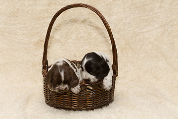 Image showing two puppy of brown English Cocker Spaniel