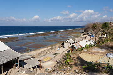 Image showing Plantations of seaweed on beach in Bali, Nusa Penida