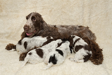 Image showing family of lying English Cocker Spaniel puppy