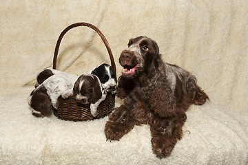 Image showing family of lying English Cocker Spaniel puppy