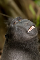 Image showing portrait of Celebes crested macaque, Sulawesi, Indonesia