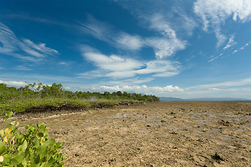 Image showing mangrove tree North Sulawesi, Indonesia