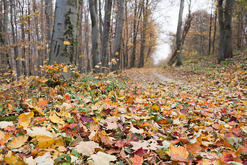 Image showing Autumn leaves