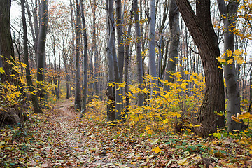 Image showing The autumn path