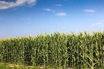 Image showing corn field