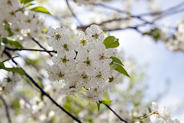 Image showing cherry flower  