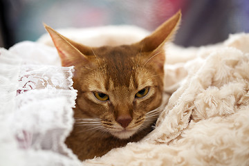 Image showing Abyssinian cat