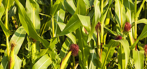 Image showing corn field 