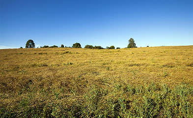 Image showing agricultural field  