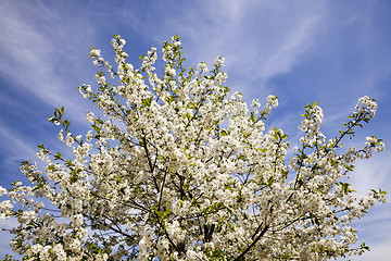 Image showing apple-tree flowers  