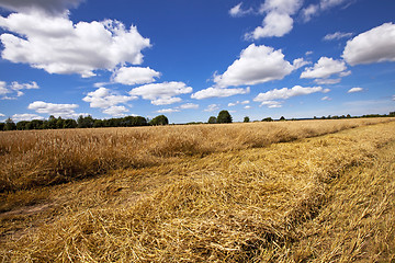 Image showing harvesting  