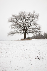 Image showing tree   in winter