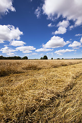 Image showing agricultural field 