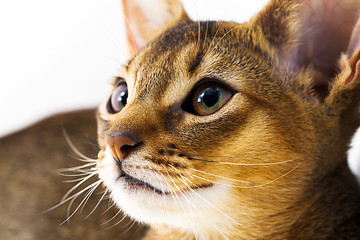 Image showing Abyssinian kitten  