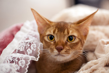 Image showing Abyssinian cat
