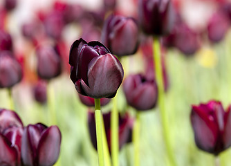 Image showing tulips 