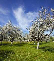 Image showing blossoming garden  