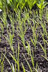 Image showing onions field  