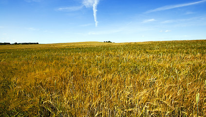 Image showing agriculture  