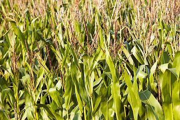 Image showing corn field  