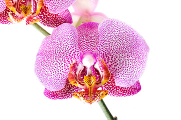 Image showing  red Orchid