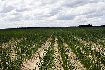 Image showing agricultural field 