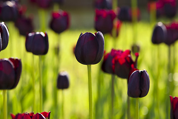 Image showing dark tulips  
