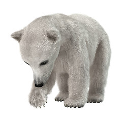 Image showing Polar Bear Cub