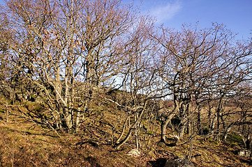 Image showing Gnarled Trees