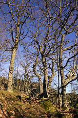 Image showing Gnarled Trees