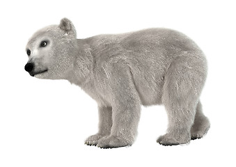 Image showing Polar Bear Cub