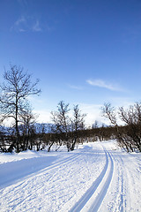 Image showing Cross Country Ski Trail