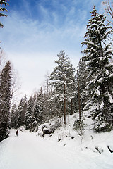 Image showing Cross Country Skiing