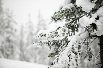 Image showing Tree Landscape