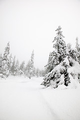 Image showing Winter Landscape