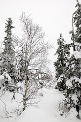 Image showing Winter Wonderland