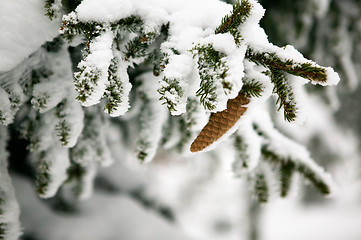Image showing Pine Cone Detail