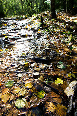 Image showing Wet Leaves Reflection