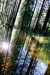 Image showing Forest Reflection