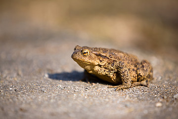 Image showing Bullfrog