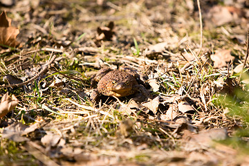 Image showing Bullfrog in Forest