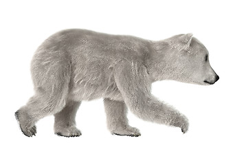 Image showing Polar Bear Cub