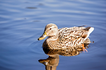 Image showing Female Mallard Duck