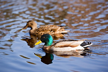 Image showing Male and Female Mallard Duck