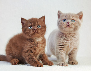 Image showing british kittens